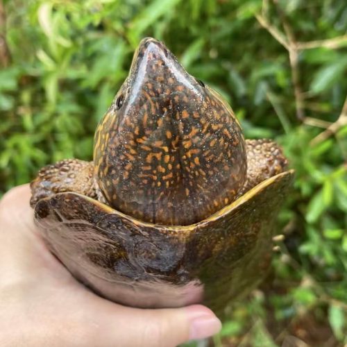 Chinese Big-headed Turtle (Platysternon megacephalum)