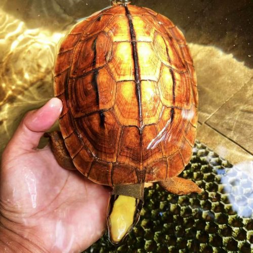 Chinese Golden Coin Turtle (Cuora trifasciata luteocephala)