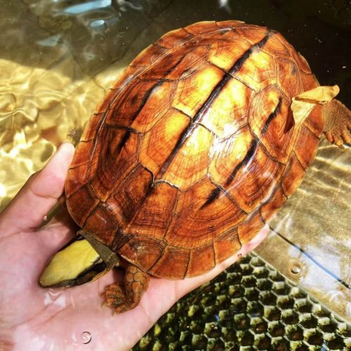 Chinese Golden Coin Turtle (Cuora trifasciata luteocephala)