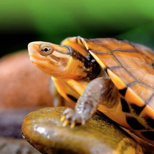 Chinese Southern Stone Turtle (Mauremys mutica mutica)