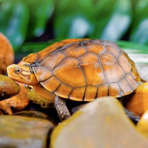 Chinese Southern Stone Turtle (Mauremys mutica mutica)