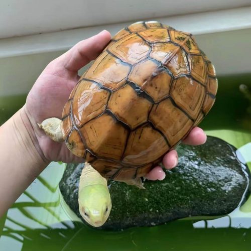 Chinese Yellow Pond Turtle (Mauremys mutica)