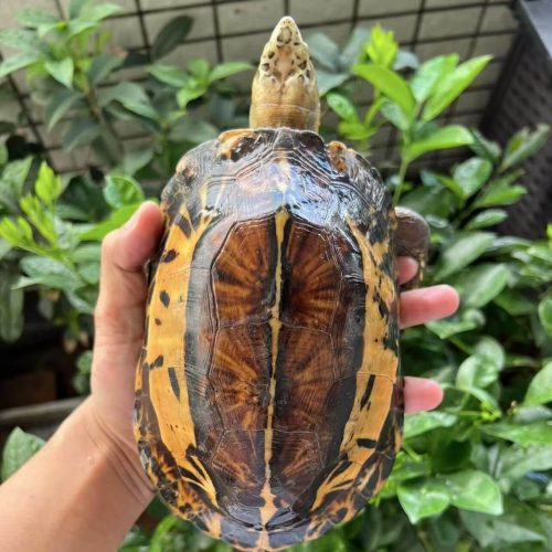 Chinese flowerback box turtle (Cuora galbinifrons)