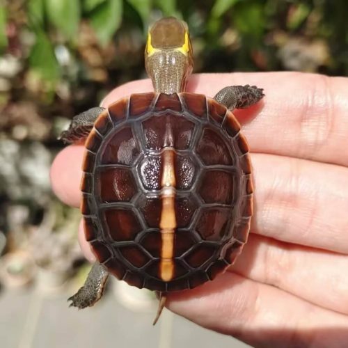 Chinese yellow-margined box turtle (Cuora flavomarginata)