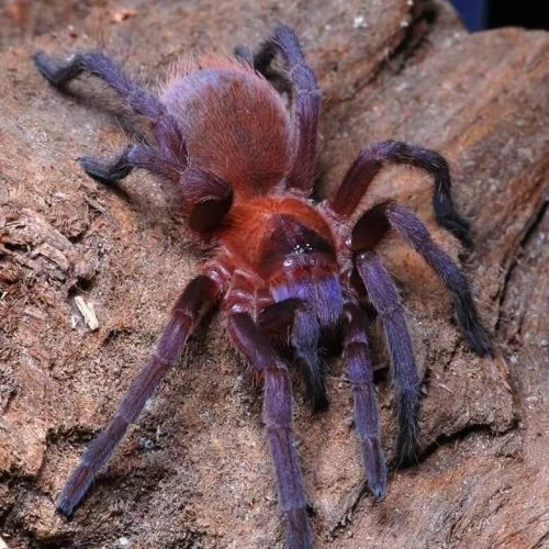 Citharacanthus cyaneus (Orange and Violet Tarantula)