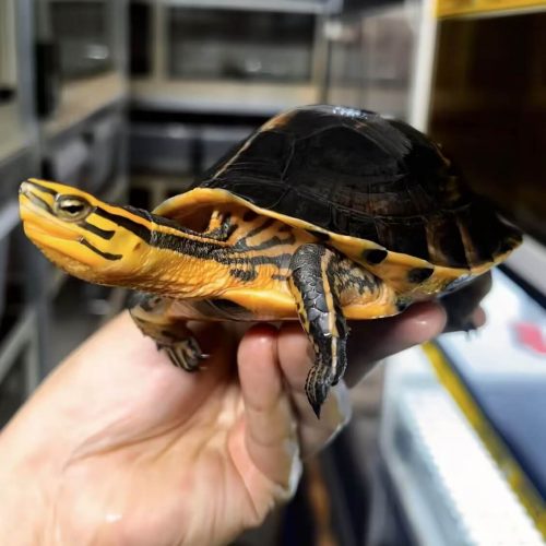 Cuora amboinensis lineata (Burmese box turtle)