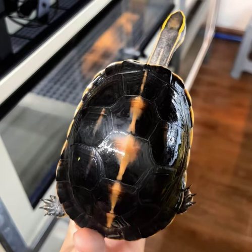 Cuora amboinensis lineata (Burmese box turtle)