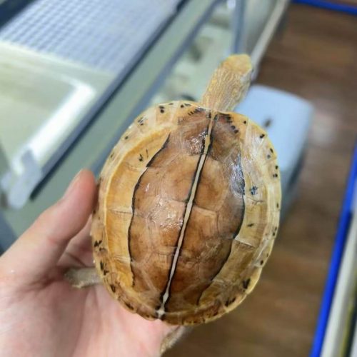 Cuora picturata (Southern Vietnamese box turtle)