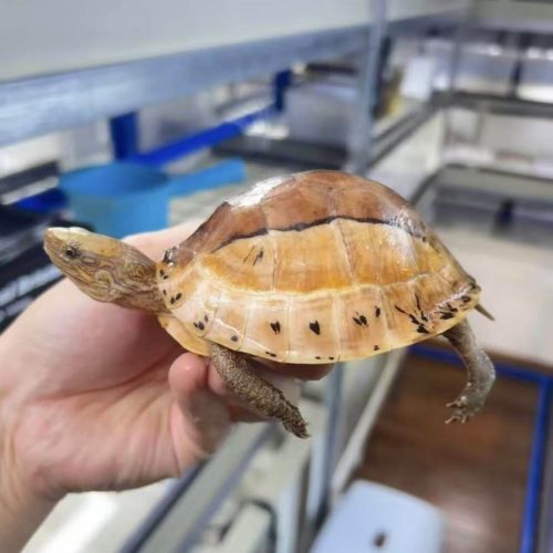 Cuora picturata (Southern Vietnamese box turtle)