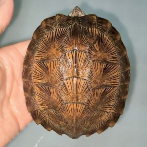 Asian leaf turtle (Cyclemys dentata)