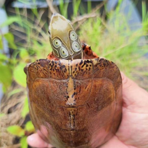 Four-eyed turtle (Sacalia quadriocellata)
