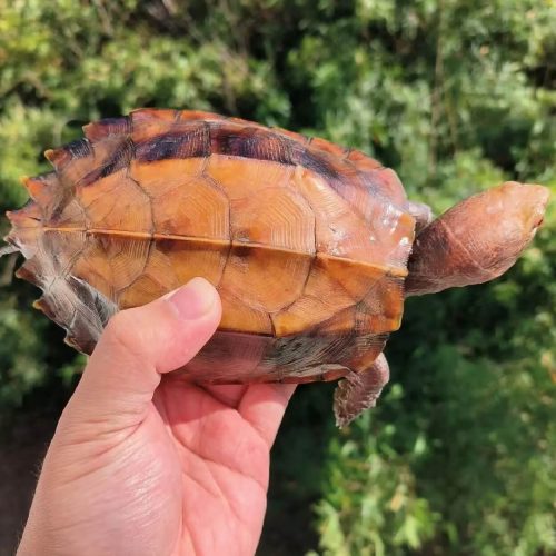 Keeled box turtle (Cuora mouhotii)