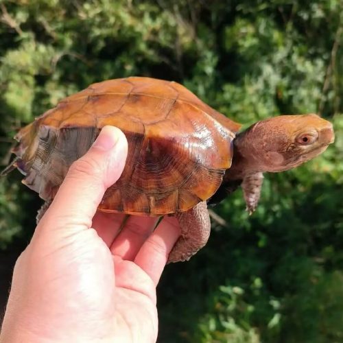 Keeled box turtle (Cuora mouhotii)