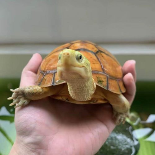 Chinese Yellow Pond Turtle (Mauremys mutica)
