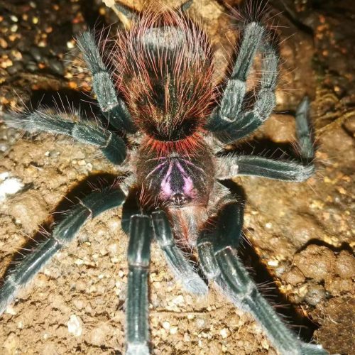 Pamphobeteus sp flammifera