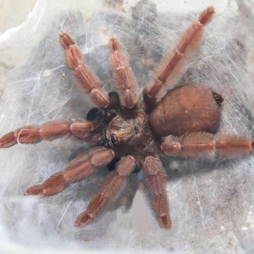 Psalmopoeus ecclesiasticus (Ecuador Feather Leg)