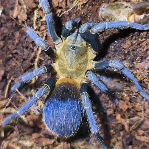 Pseudohapalopus sp. Colombia (Yellow Blue Bottle)