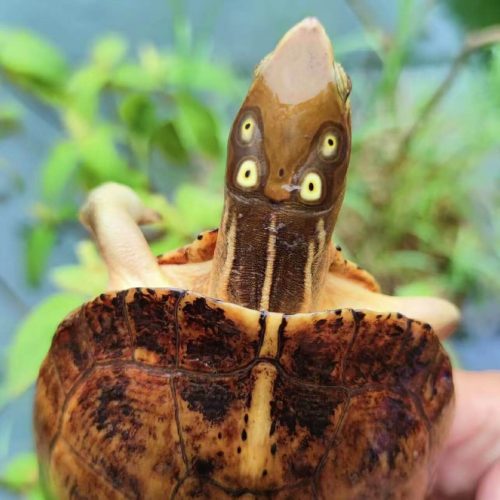 Four-eyed turtle (Sacalia quadriocellata)