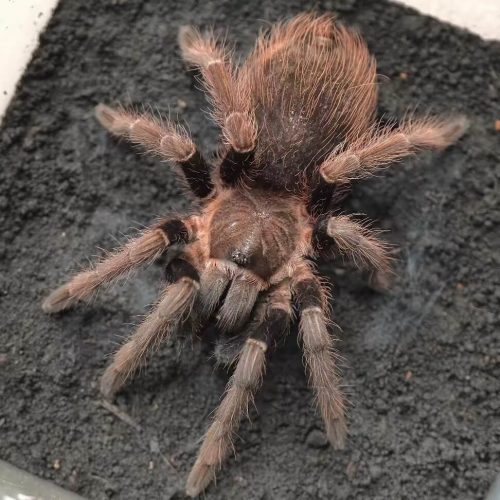 Sericopelma sp. Chiriqui