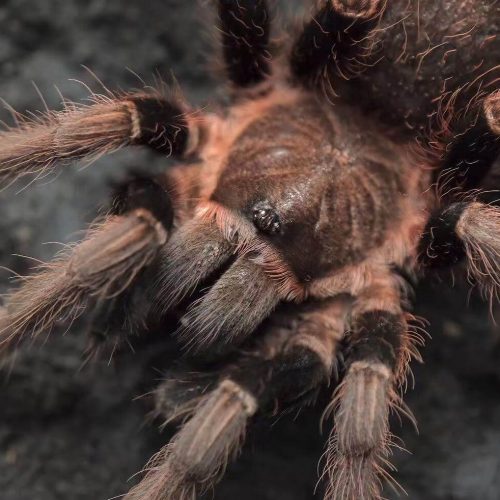 Sericopelma sp. Chiriqui