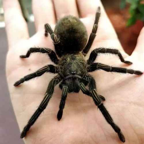 Thrixopelma pruriens (Peru green velvet tarantula)