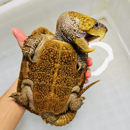 turtles for sale