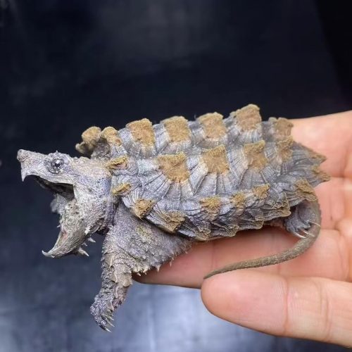 Alligator snapping turtle (Macrochelys temminckii)