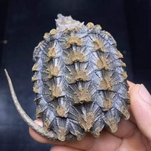 Alligator snapping turtle (Macrochelys temminckii)
