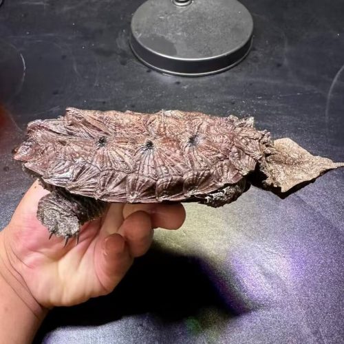 Amazon mata mata (Chelus fimbriata)