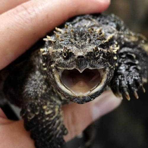 Florida Snapping Turtle (Chelydra serpentina osceola)