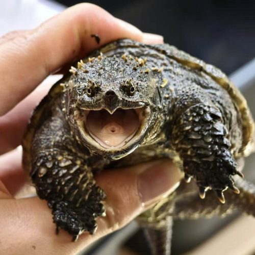 Florida Snapping Turtle (Chelydra serpentina osceola)