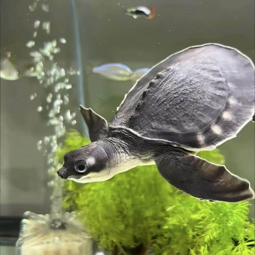 Fly River Turtle / Pig-nosed turtle (Carettochelys insculpta)