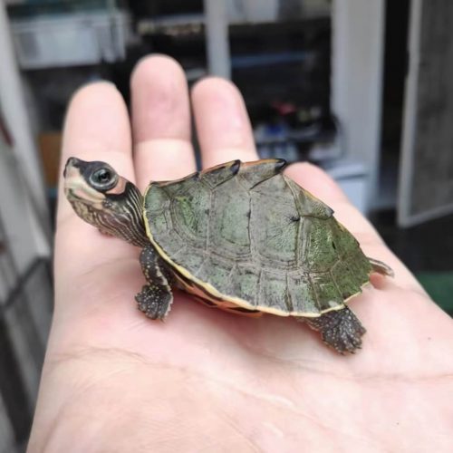 Indian roofed turtle (Pangshura tecta)
