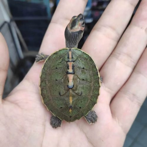 Indian roofed turtle (Pangshura tecta)
