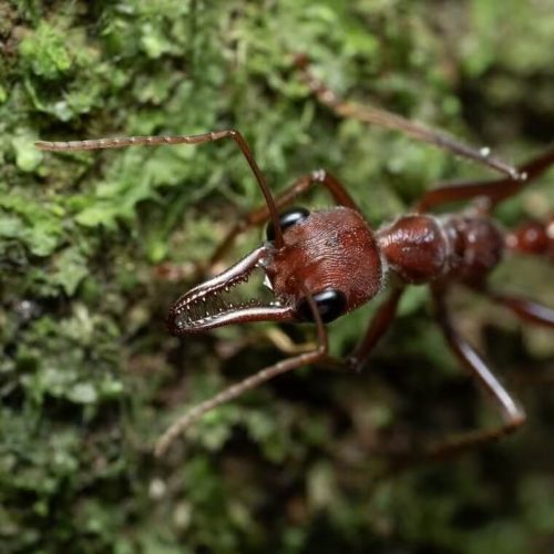 Inchman Ant (Myrmecia forficata)