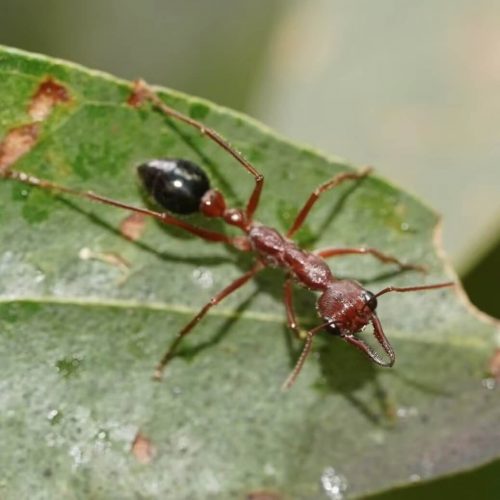 Inchman Ant (Myrmecia forficata)