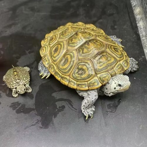 Northern Diamondback Terrapin (Malaclemys terrapin)