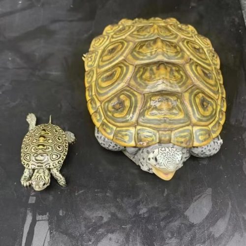Northern Diamondback Terrapin (Malaclemys terrapin)