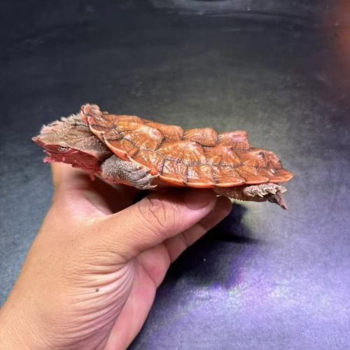 Orinoco mata mata (Chelus orinocensis)