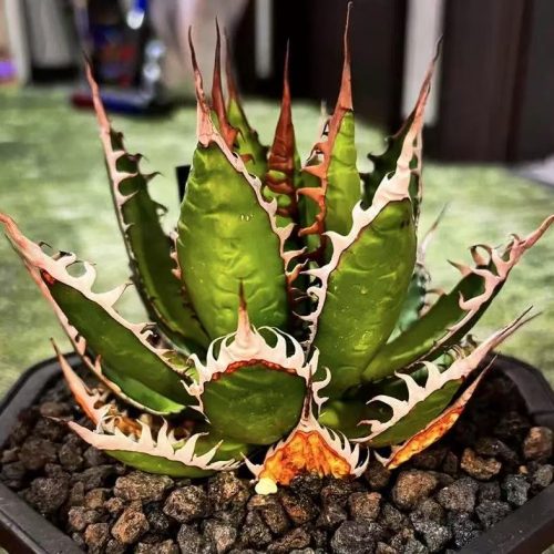 Agave horrida