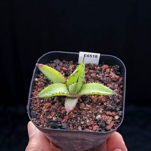 Agave horrida