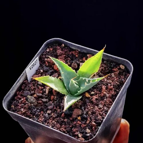 Agave utahensis var. eborispina