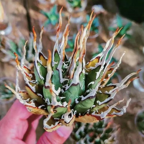 Agave utahensis var. nevadensis