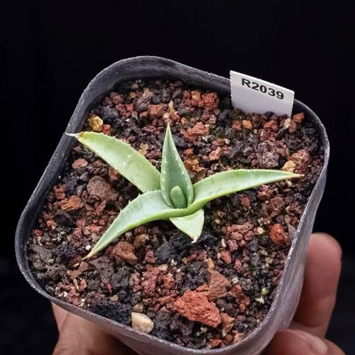 Agave utahensis var. nevadensis