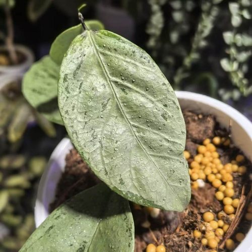 Hoya Coriacea Silver