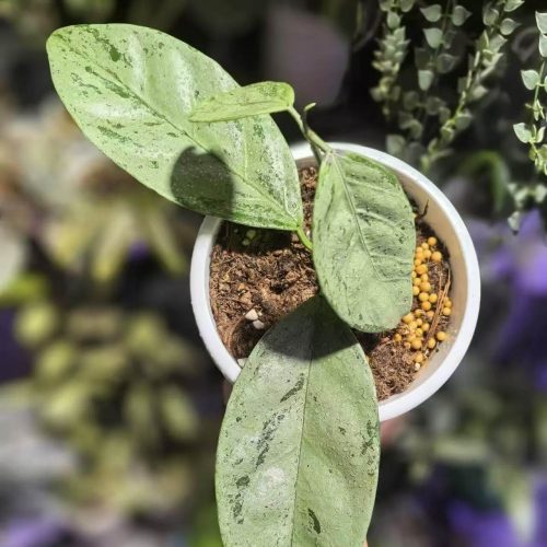 Hoya Coriacea Silver