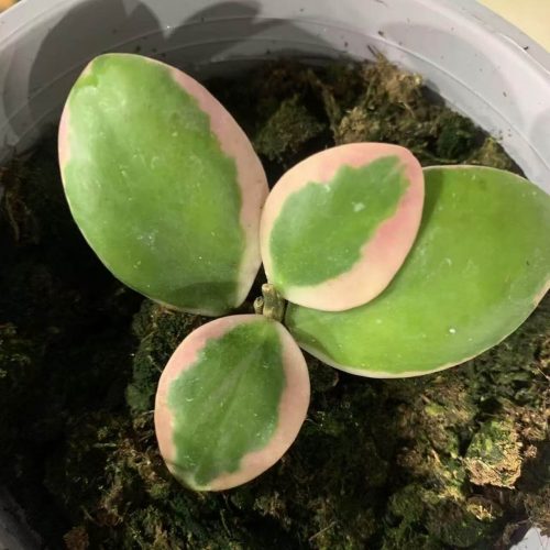 (Rare) Hoya Incurvula albomarginata