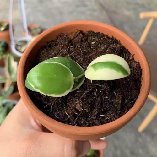 (Rare) Hoya Incurvula albomarginata