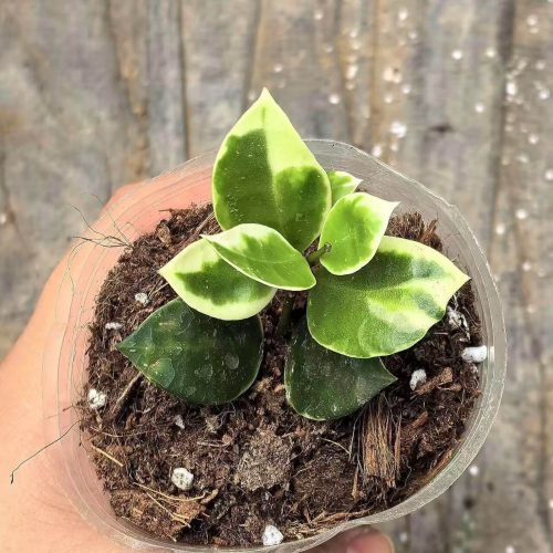 Hoya Lacunosa Asami