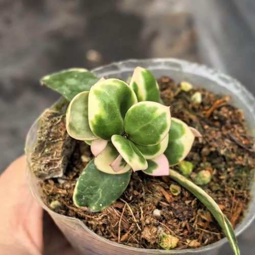 Hoya Lacunosa Asami